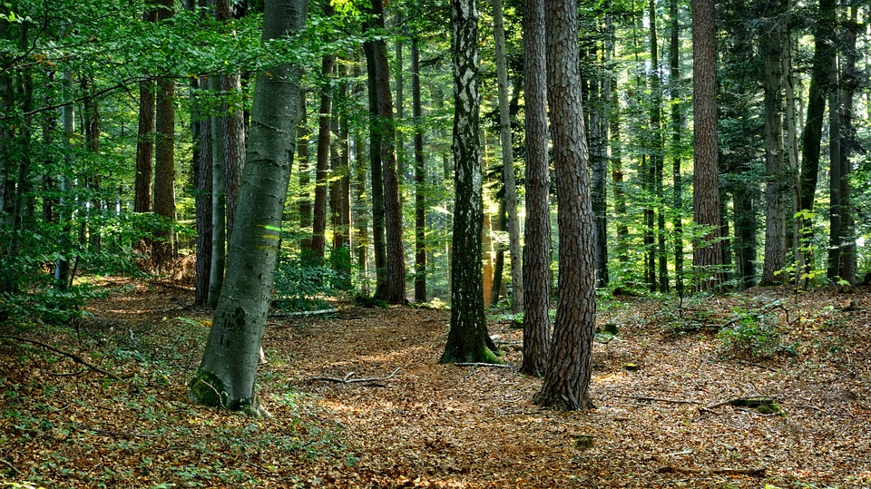 bosque de árboles