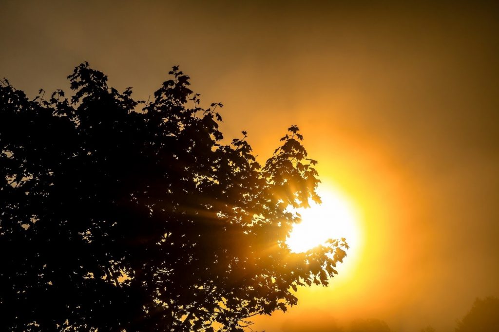 rayos de sol en la madera